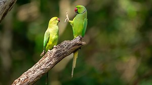 Voici les photos d’animaux sauvages les plus drôles de 2020