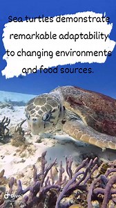 2.9K views · 33 reactions | Turtles exhibit diverse abilities and behaviors, including retracting their heads and limbs into their shells for protection. Many are excellent swimmers, and some can even remain submerged for extended periods. Sea turtles are particularly known for their remarkable migratory abilities, traveling vast distances between feeding grounds and nesting beaches. | Fishing World Tv | Facebook