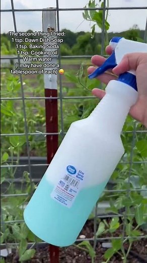 How to get rid of the aphids in your garden, the organic way! Recipe for Spray: 1 Tsp