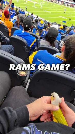 Adam M & Mango 🦜 on Instagram: "Part 2 How it started vs how it’s going. #reels #viral #pets"