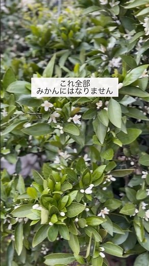 たくさん咲いた#みかん の花その後には#農家 #農業
