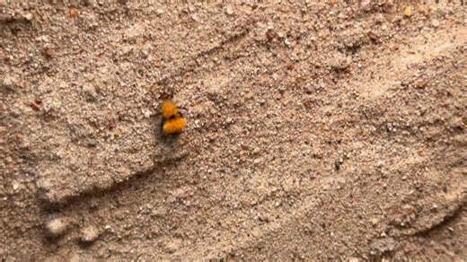 A brief meeting of Velvet Ants! These insects are not ants at all, but are actually solitary, parasitoid wasps. They are also known as "cow killers because of the painful sting they can deliver with a long, flexible stinger, but they are not known to actually kill cows. The females are wingless, and many species resemble large, furry ants. They are not social insects so they do not live in groups in nature, but do not seem bothered by each other either. There are more than 8,000 species, with 40