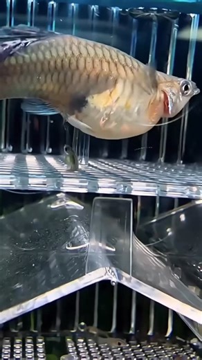 BigD vs Fish on Instagram: "Guppies give birth to live baby fish (fry), not eggs. They usually have 20–100 fry after a 21–30 day pregnancy, and the babies can swim right away. Fry hide to avoid being eaten by adult fish. Credit _hendrixbackyard #guppy #guppies #guppytank #guppylover #guppylovers #breeding #fish #fishtank #fishofinstagram #fishtanksofinstagram #fishporn #fishkeeper"