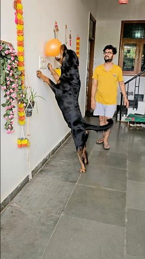Meet the Ultimate Muscular Rottweiler — Rottweiler Goals #dogdad #rottweiler #rottweilerworld