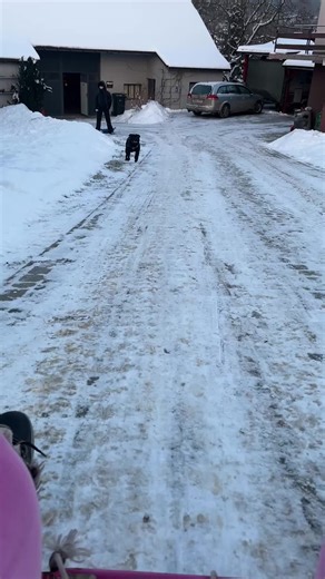 Saneczki 🙉#staffy #zima #sanki #zawszerazem #mylove