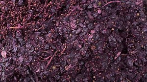 Wine making process. Fermented grapes after pressing. Natural abstract background of grape. Top view.