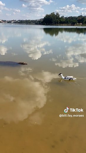 Jacaré vs Pato - A Briga Engraçada no Pântano