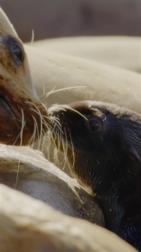 Adorable Baby Animals Growing Up in TikTok