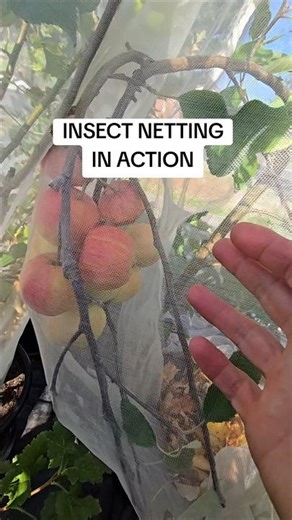 I always used bird netting hoping it would block out insects too. Well, not the small ones.