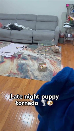 Late Night Zoomies #pets #zoomies #funny #shorts