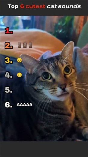 TOP 6 CUTEST CAT SOUND #catvideo #cutecats #viral #cats #adorable Which one is your favorite?😻