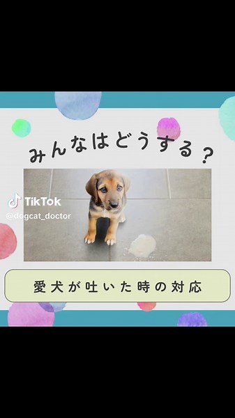 #犬 #猫 #森のいぬねこ病院