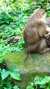 6.2K views · 119 reactions | Why do you do this mom! I m your son, why do you hug the other baby and kick me out | Monkey Magic | Facebook