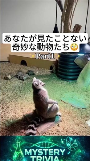 あなたが見たことない奇妙な動物たちpart1 #豆知識 #生物 #雑学