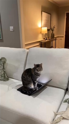 They can’t tell us when they’re hurting, but we always notice. Knead brings comfort, relief, and rest to the cats we love most. | Knead Cats | Facebook