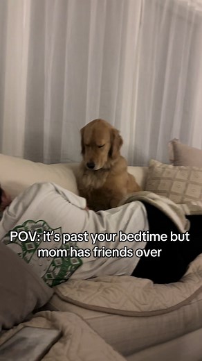 Golden Retriever Cuddles: Staying Up Late for Love