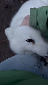 60K views · 2K reactions | As we wait for my meeting to go over MRI results - because YES, imaging on Sunshine was successful - enjoy this goofy video I took a few days ago of Cleo and Tundra. They’re a good-looking duo and they know it. ‍♀️ | Arctic Fox Daily Wildlife Rescue, Inc. | Facebook