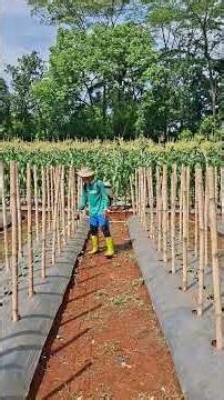 🔴 HOT TEMPERATURES TODAY REACH 34-35° #agriculturechannel