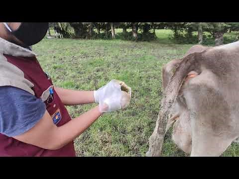 Toma de muestra de heces en vacuno para examen parasitológico - Demostración CEICIVET