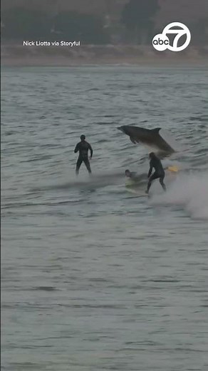 Dolphins seen joining in on the waves with surfers off CA coast
