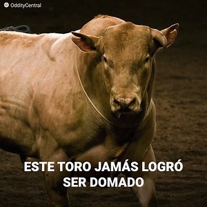 13M views · 130K reactions | Bodacious era una bomba de tiempo. Su...