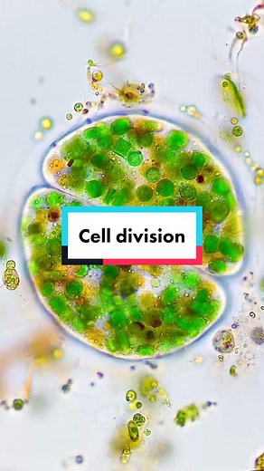 I could watch colourful ciliates like this Nassulid all day long, they’re like living kaleidoscopes! 🥹 Nassulids have been found in soils, freshwater and marine habitats in Europe, Africa, Asia, North America and Antarctica. They’re voracious eater of cyanobacteria, also called blue green algae, like Anabaena or Oscillatoria! The bright and beautiful colours characteristic of Nassulids comes from the digestion of cyanobacteria after being ingested by their mouth, called the cyrtos, nasse or pha