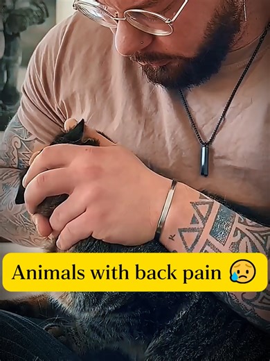 Understanding Back Pain in Animals: A Comprehensive Guide