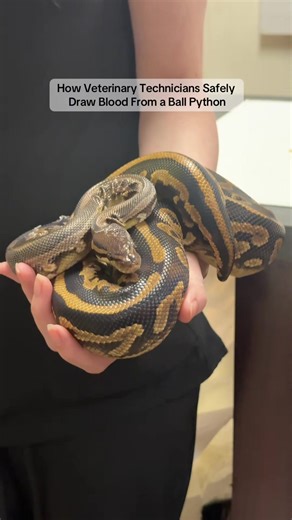 Bloodwork is routine in veterinary medicine but how does it work for ball pythons? Keep watching to see how veterinary technicians safely draw blood from ball pythons. #snake #ballpython #reptile #drpattexoticvet #littlecrittersvet