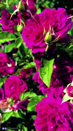 Beautiful Flowers 🌹🌹🌹🌿✨ #beautiful #rose #flowers #Garden #redroses #gardening #flowerslovers #explorepage #beautiflowers #beautifulflowers_777 | Beautiful Flowers