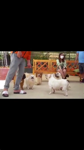 Man and Group Feed Owls in Lush Wild Habita