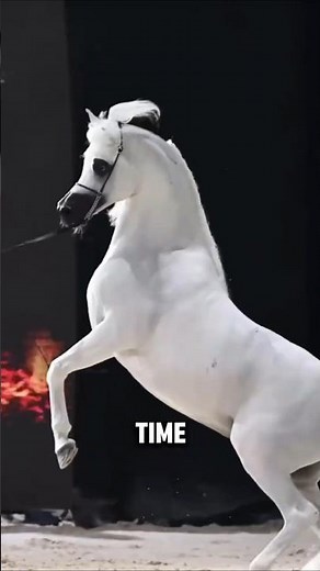 The World's Most Iconic Horse Breed: The Arabian Horse #horse #equestrianjourney #facts