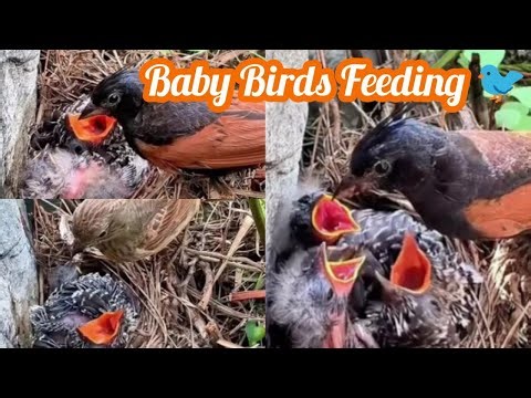 Baby Bird Feeding in Nest | Real Nature Sounds 🐦🌿