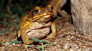Cannibal toads eat so many of their young, they're speeding up evolution