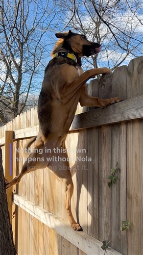 Ever had a nosy neighbor? Probably not one this cute. #usatodaypets Nosey Nola | Cape Cod Times