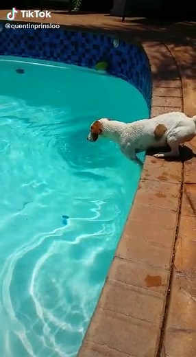 Jack Russell Terrier Swimming Speed