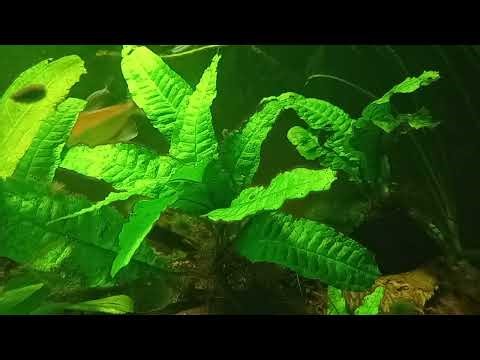 Java Fern (Leptochilus pteropus)