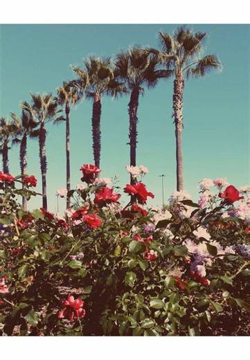 Exploring the Lyrics of 'God Knows I Tried' by Lana Del Rey