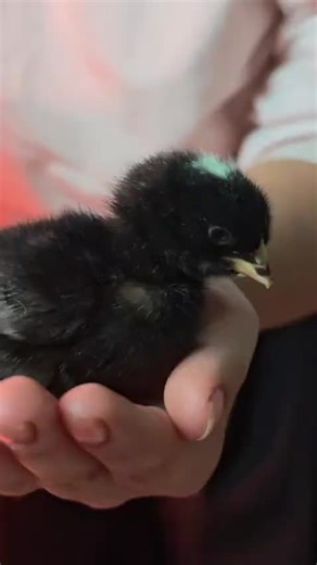 Exploring Chicken Colors: What's Your Favorite?