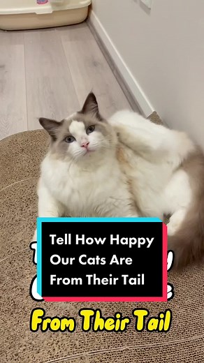 Meow_its_NaiTang on TikTok