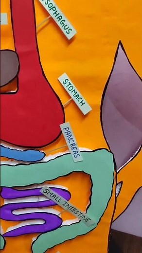 Digestive system model|Human digestive system working model|Science 3d model#digestivesystem #school