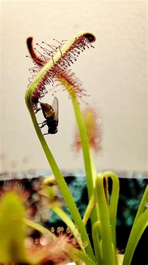 How Strong Is a Sundew's Sticky Trap? 😱