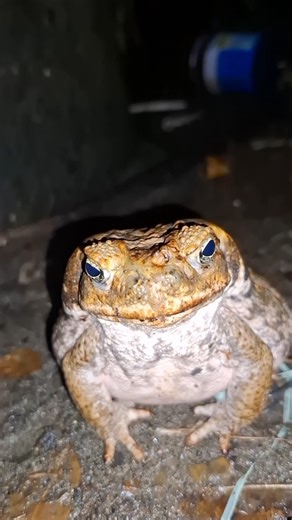 The Chubby and Adorable TOAD Frog