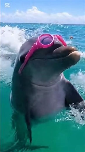 Dolphins Funny Moments 🐬