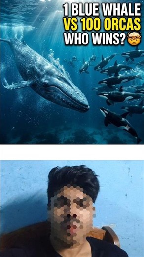 1 Blue Whale 🐋 vs 100 Orcas🐳!