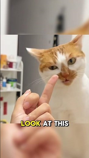 This cat's reaction when given the middle finger #cat #funny #pets