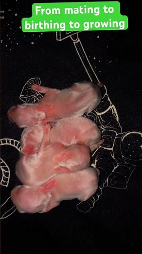 Life of breeding a rabbit