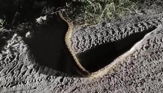 This snake was at the garbage dump last week pastor Chaivet gave it a kick to let it know its not welcome there | Ride for Missions