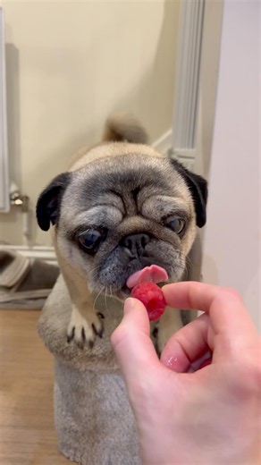 Pug meets RASPBERRY! 😋 Pug eating Fruit #pugdog #pug #healthydogtreats