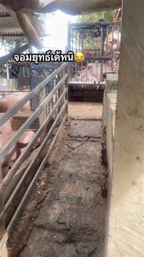 unloading pigs #pig #pigfeed #pigbreeding #farmlife #hogger #pigfarming #animals #cow