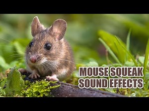 Mouse Sounds 🐁 Mouse Squeaking Sound Effects
